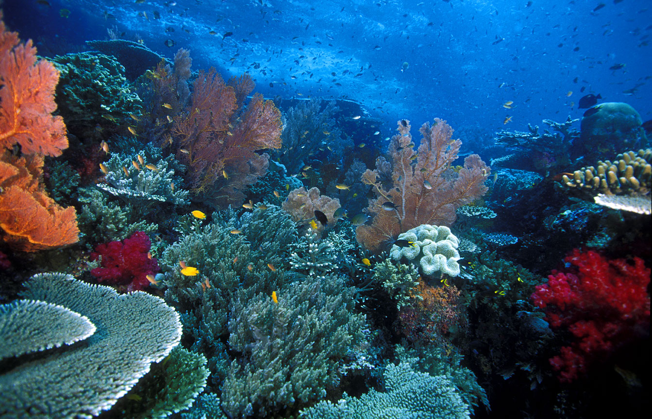 Nota sobre Raja Ampat, un Amazonas submarino en Indonesia