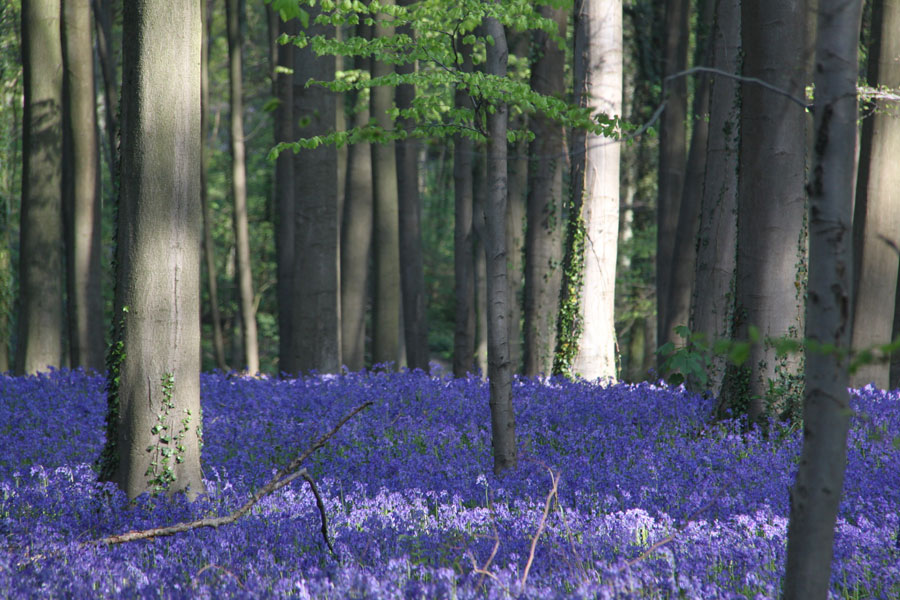 Nota sobre Hallerbos, el impresionante bosque azul