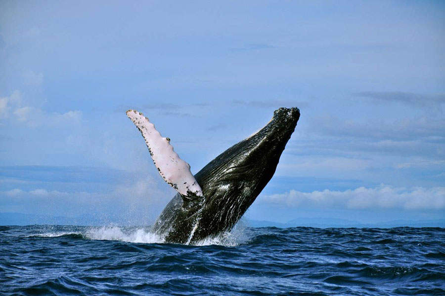 Nota sobre Dónde ver ballenas y delfines ¡en libertad!