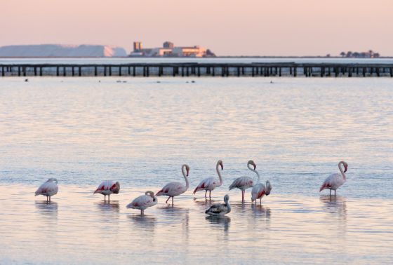 Nota sobre Playas con Historia: Playa Bávaro con Meliá Hotels International