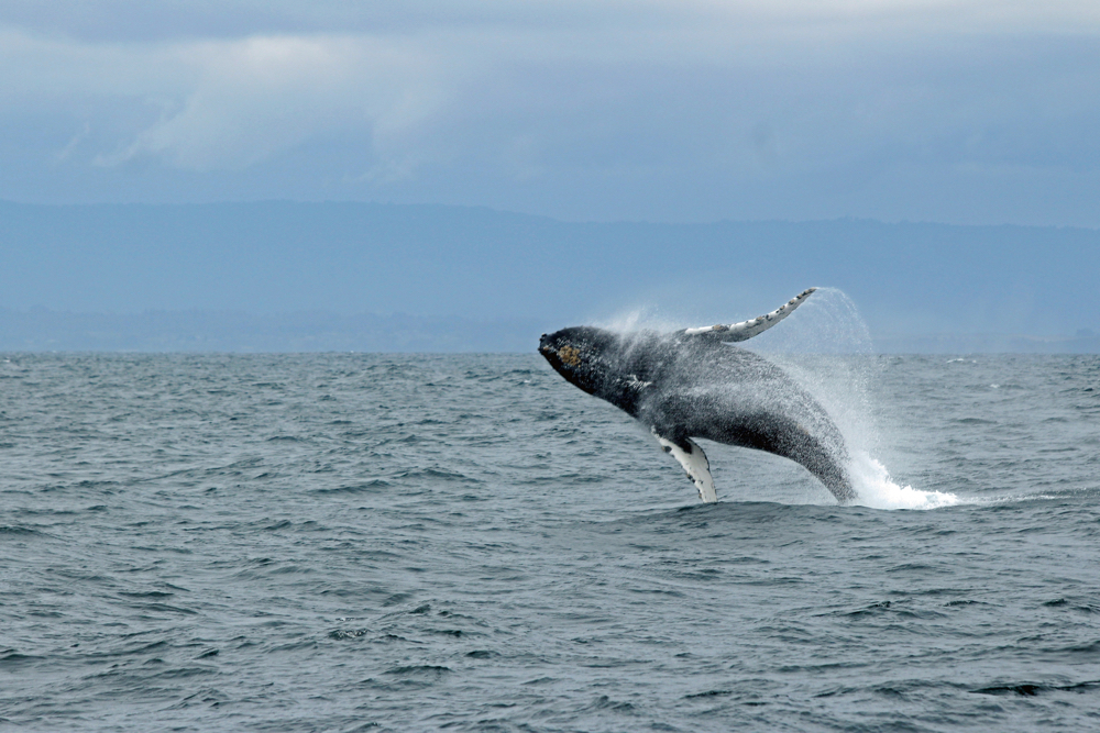 Imagen de Avistamiento de la Ballena Jorobada en Mexico