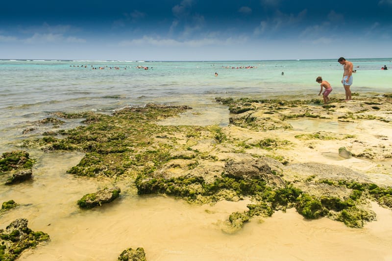 Akumal, la playa donde es posible ver tortugas marinas en la Riviera Maya