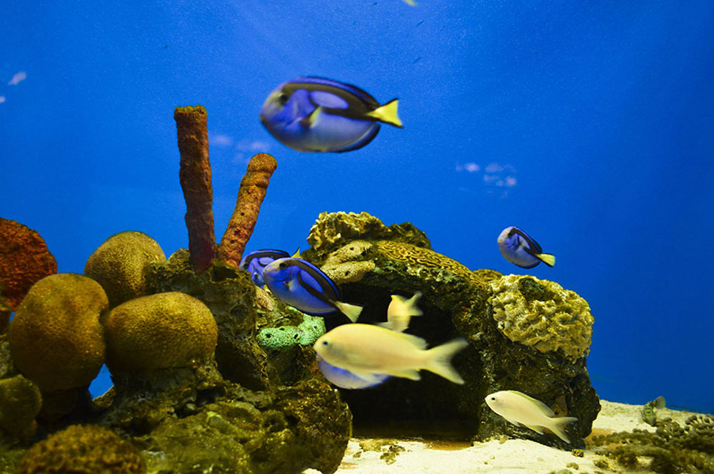 El Acuario del Puerto de Veracruz