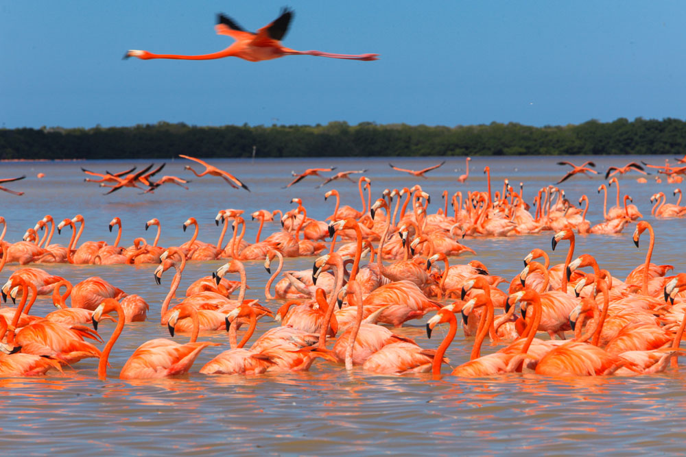 Los flamencos rosados de Celestún