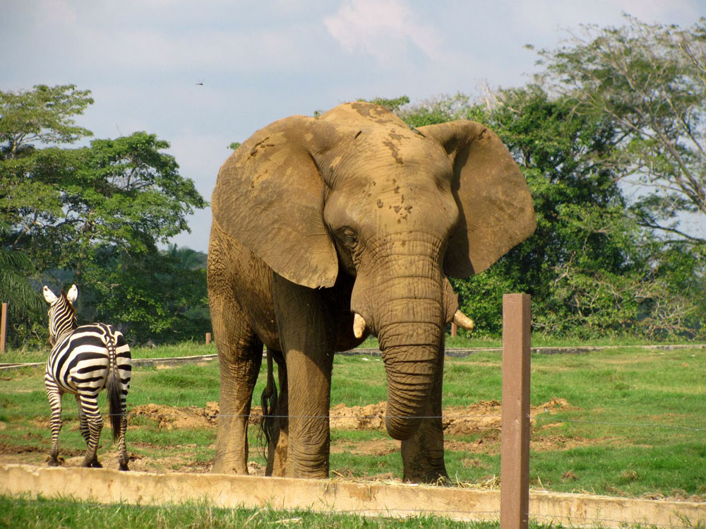 Yumká, convivir con la fauna tabasqueña 1 Yumká, convivir con la fauna tabasqueña