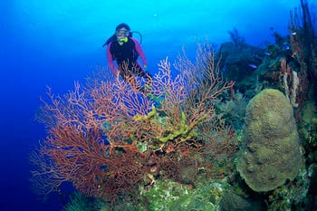 Arrecifes de Xcalak 1 Arrecifes de Xcalak