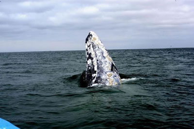 Reserva de la Biosfera El Vizcaino 1 Reserva de la Biosfera El Vizcaino
