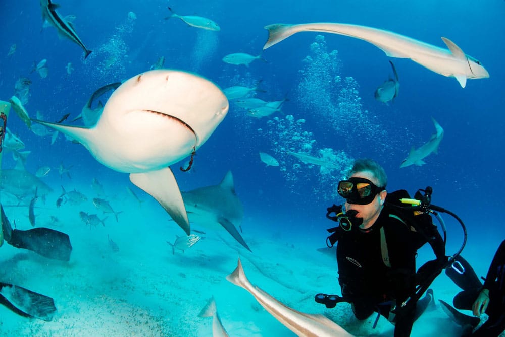 Buceo con tiburones en las playas de México