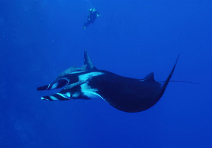 Encuentro cercano con mantas gigantes