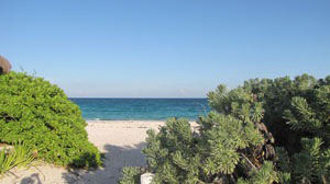 Más información sobre los manglares y Punta Carey