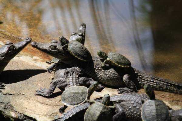 Aventura con tortugas y cocodrilos en Huatulco