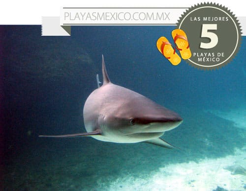 Buceo con tiburones en las playas de México