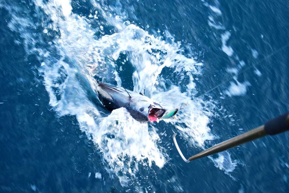 A disfrutar de la pesca en Acapulco 1 A disfrutar de la pesca en Acapulco