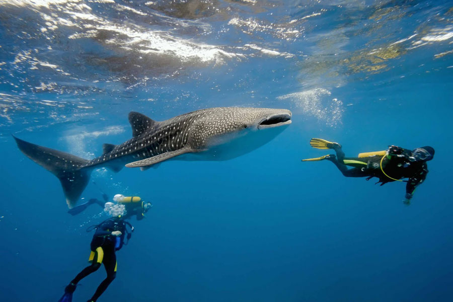 Nadar con tiburones ballena en Cancún