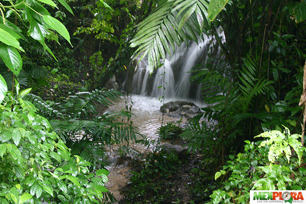 Selva Lacandona 1 Selva Lacandona