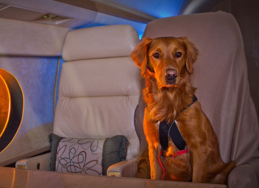 Como viajar con tu mascota