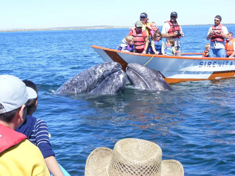 Avistamiento de la Ballena Gris