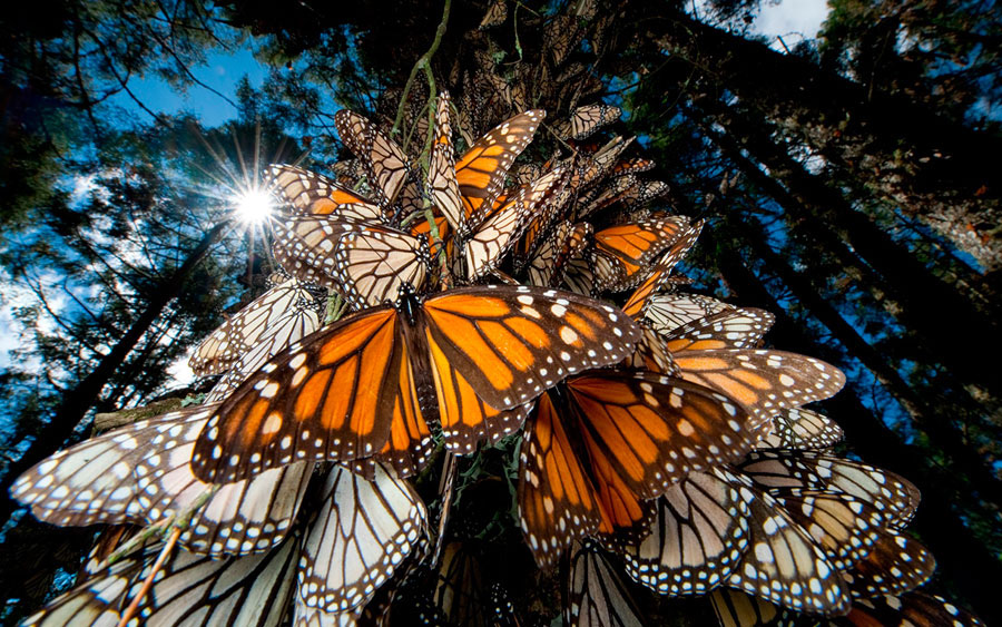Reserva de la biosfera de la Mariposa Monarca, Michoacán 1 Reserva de la biosfera de la Mariposa Monarca