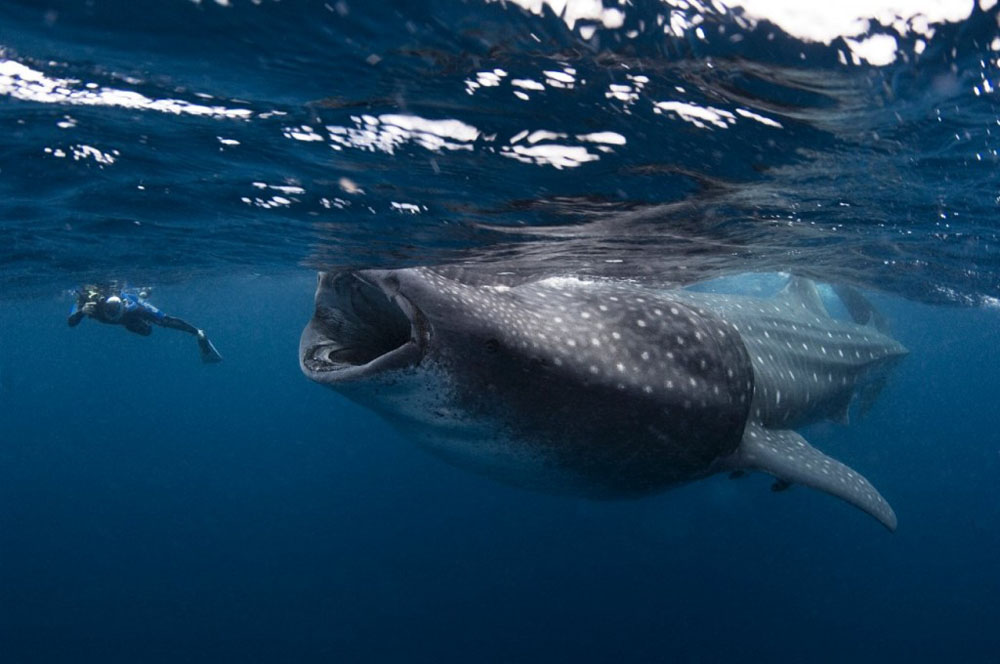 Nadar con un tiburón ballena en Holbox