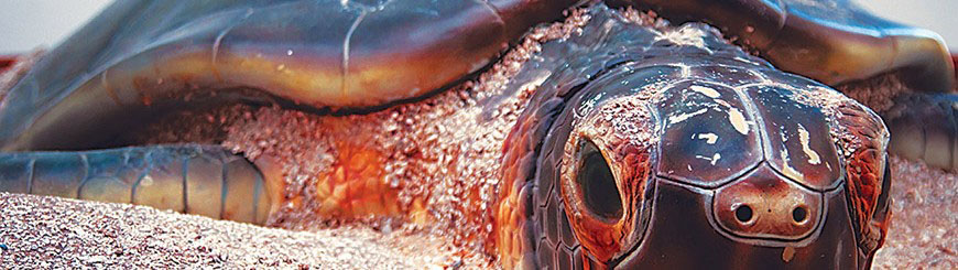 La Pesca, Tamaulipas 7 La Pesca, Tamaulipas