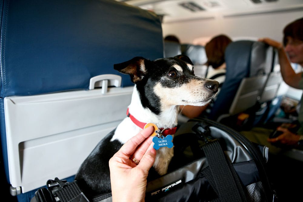 ¿Cómo viajar en avión con tu mascota?