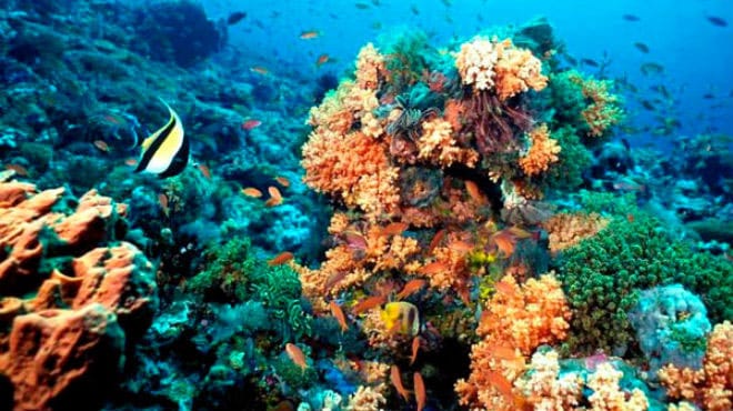 Arrecife Alacranes, un paraíso escondido en el golfo de México 1 Arrecife Alacranes