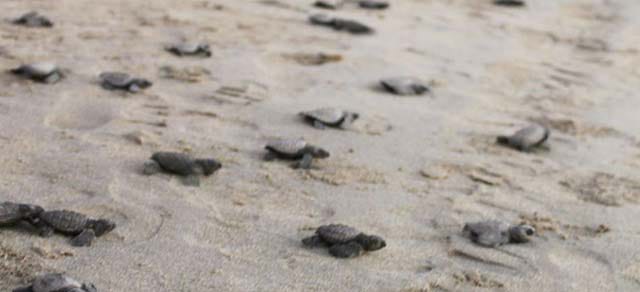 A la playa por menos de 3 mil pesos