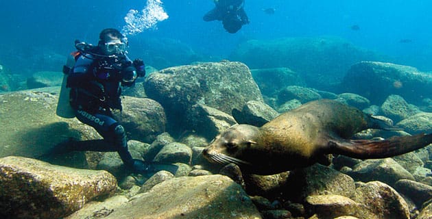 Cómo viajar con tu perro
