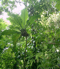 La Ruta del Café, Chiapas 1 La Ruta del Café