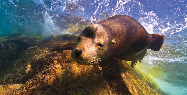 3 arrecifes para bucear en México / 2. Cabo Pulmo