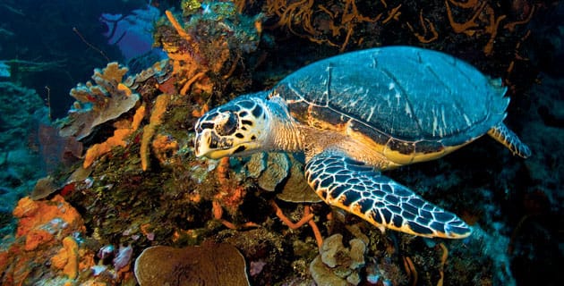 3 arrecifes para bucear en México / 3. Cozumel