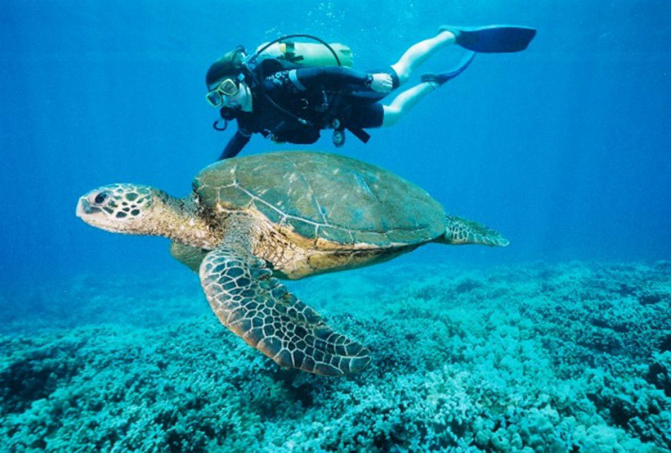 Practica el buceo en Playa del Carmen 1 Practica el buceo en Playa del Carmen