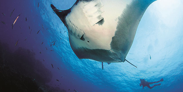 El Archipiélago de Revillagigedo