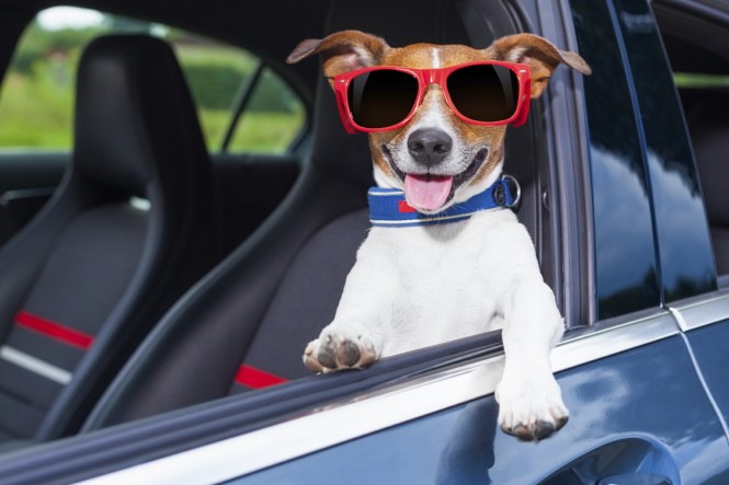 Consejos para viajar en el auto con las mascotas