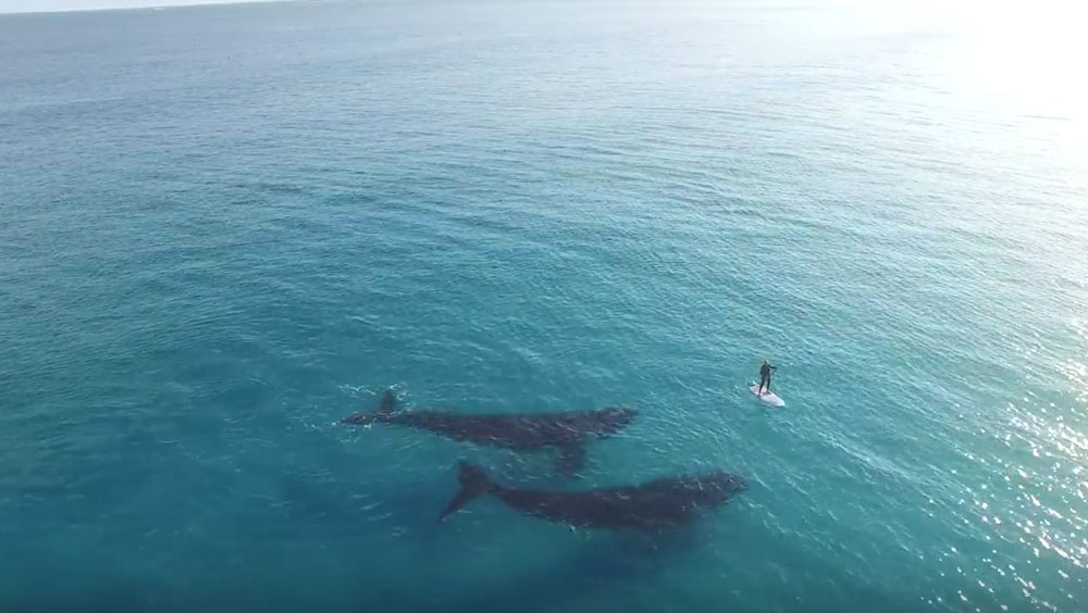 Impresionante video desde el aire que muestra el encuentro de un Paddleboarder con dos ballenas