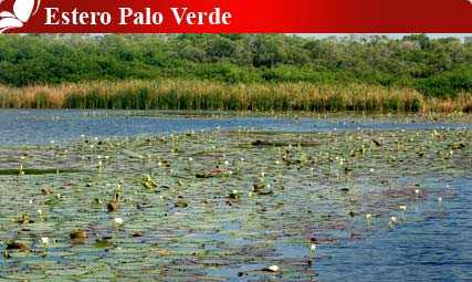 Estero Palo Verde