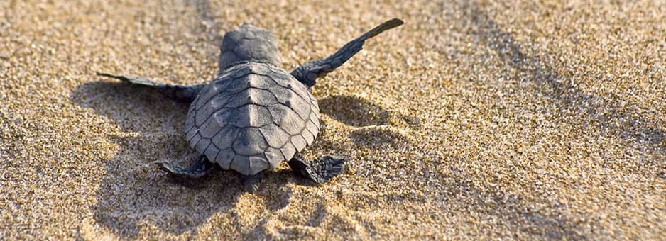 Playa del Secreto 8 Playa del Secreto