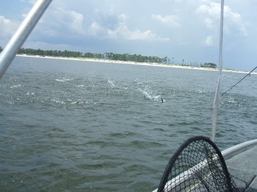 Cat Island 5 Cat Island