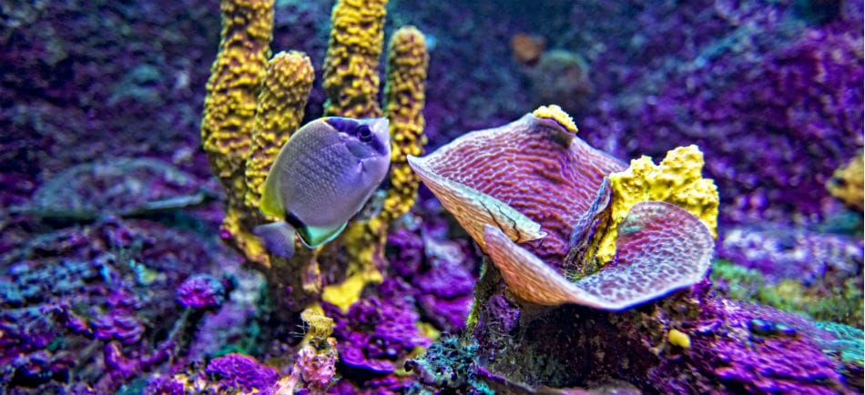 Acuarios en la Riviera Maya