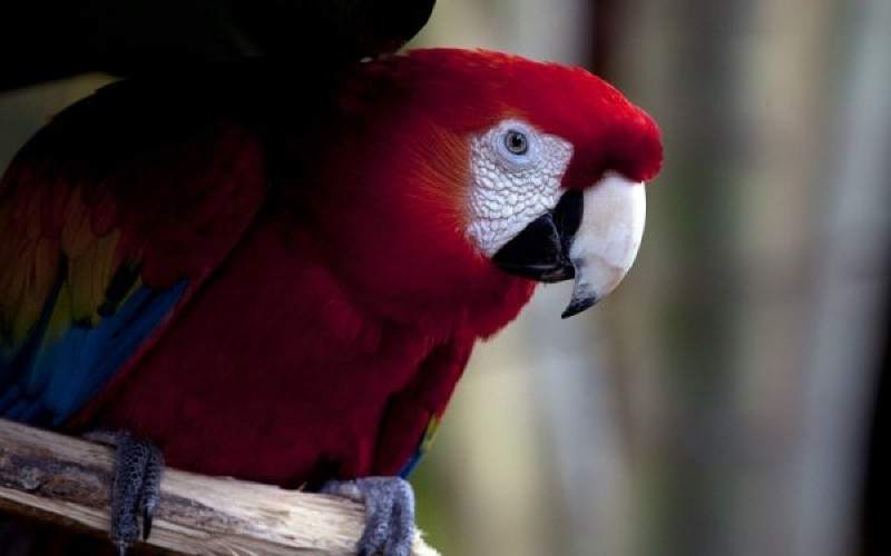 Nicaragua destino propicio para el avistamiento de aves