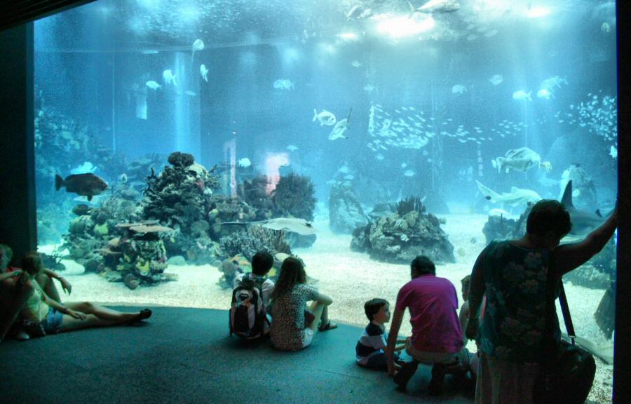 El mejor acuario del mundo está en Lisboa: el Oceanário 1 El mejor acuario del mundo está en Lisboa: el Oceanário